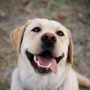 ラブラドールレトリバーの画像。カナダ駐在員向けサイト作成者のイメージ。